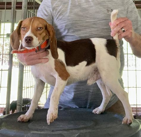 She is the dog that is consistently working to get a rabbit up. . Rabbit beagles for sale in va